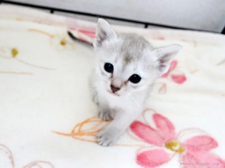 ID:2110-02103の子猫