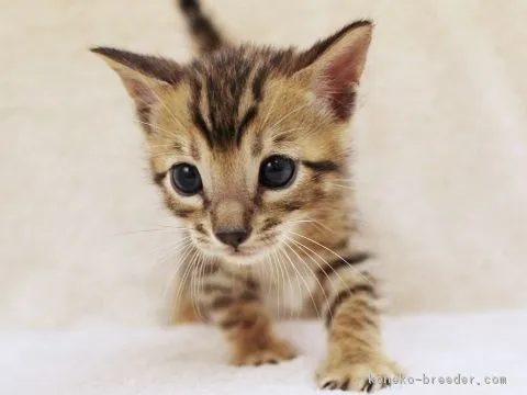 キシタカ 様のお迎えした子猫