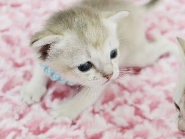 ID：1502-00121の子猫