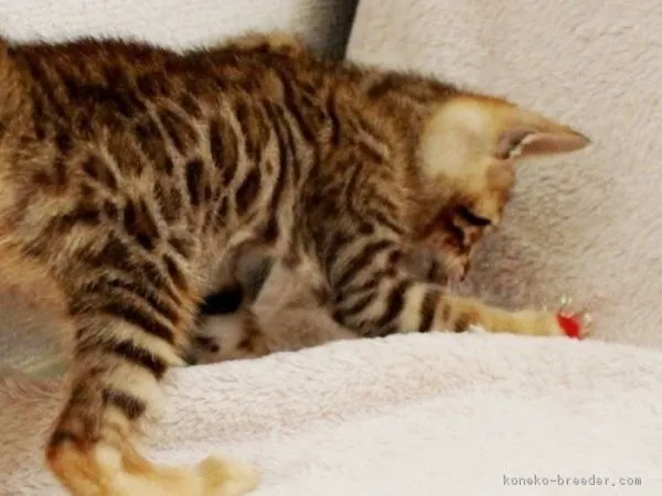 会長 様のお迎えした子猫