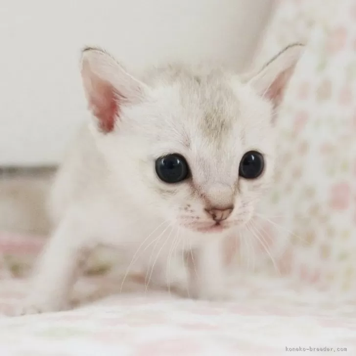 ID：2409-02825の子猫