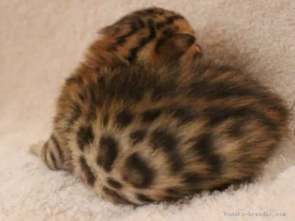 アリ 様のお迎えした子猫