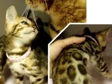 ベンガル【千葉県・女の子・2019年3月23日・ブラウンスポットタビー】の写真1