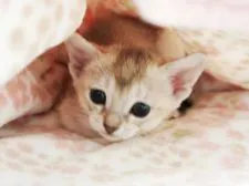 シンガプーラ【千葉県・女の子・2019年4月2日・セピアアグーチ】の写真3