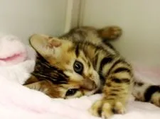 ベンガル【千葉県・女の子・2019年3月23日・ブラウンスポットタビー】の写真3