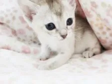 シンガプーラ【千葉県・女の子・2019年4月2日・セピアアグーチ】の写真4