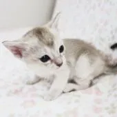 シンガプーラ【千葉県・女の子・2019年4月2日・セピアアグーチ】の写真5