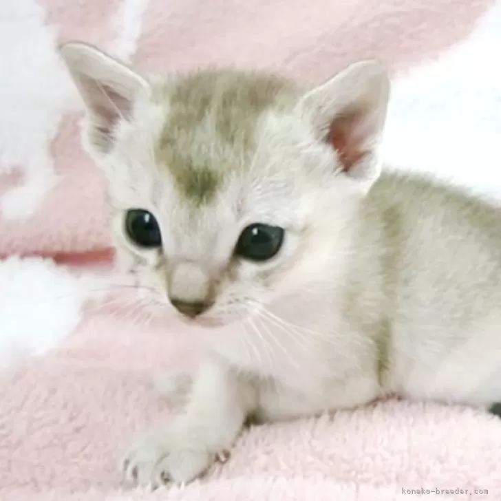 E.M 様のお迎えした子猫