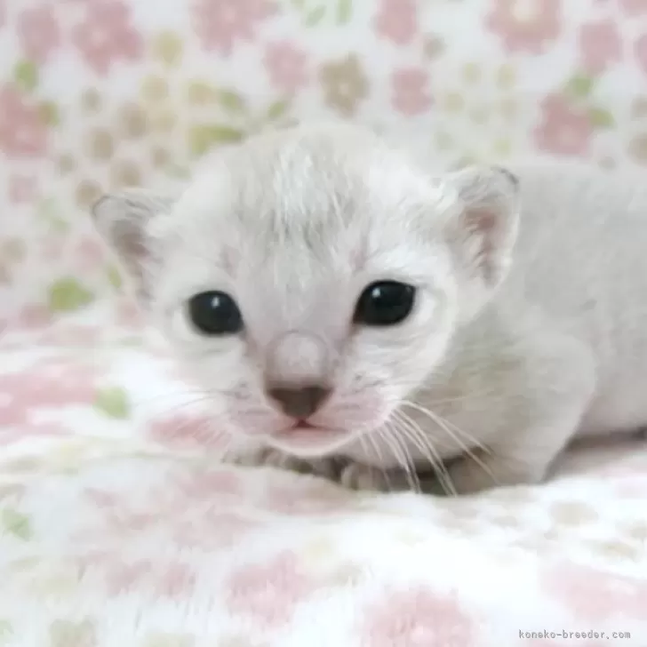 ID:2505-03695の子猫