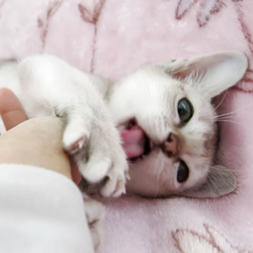 シンガプーラ【千葉県・男の子・2025年10月17日・セピアアグーチ】の写真「遺伝子検査、両親ノーマル(クリア)」