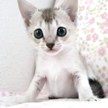 シンガプーラ【千葉県・女の子・2025年9月22日・セピアアグーチ】の写真「遺伝子検査、両親ノーマル(クリア)」