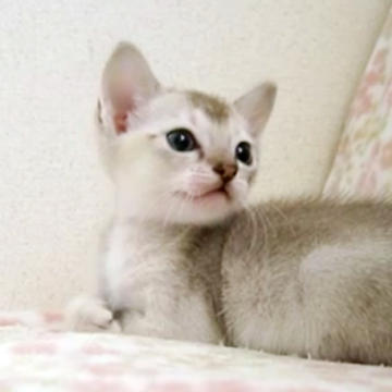 シンガプーラ【千葉県・男の子・2025年10月17日・セピアアグーチ】の写真「遺伝子検査、両親ノーマル(クリア)」