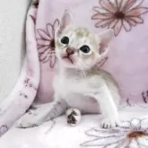 シンガプーラ