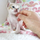 シンガプーラ