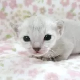 シンガプーラ