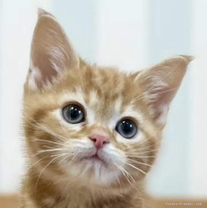 ID:2212-01431の子猫