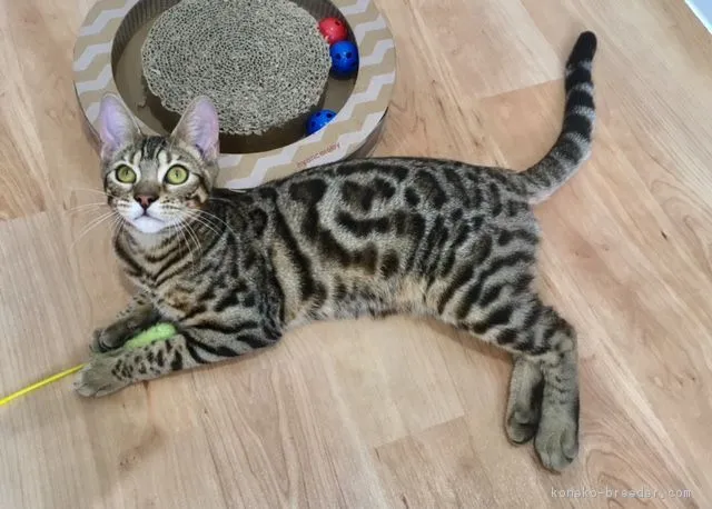 ID：1706-00890の子猫