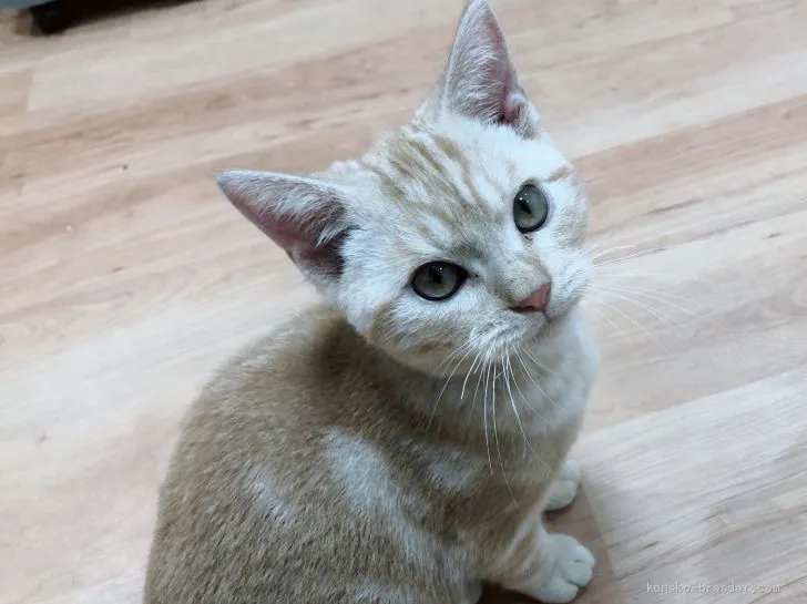 ID:1908-01363の子猫