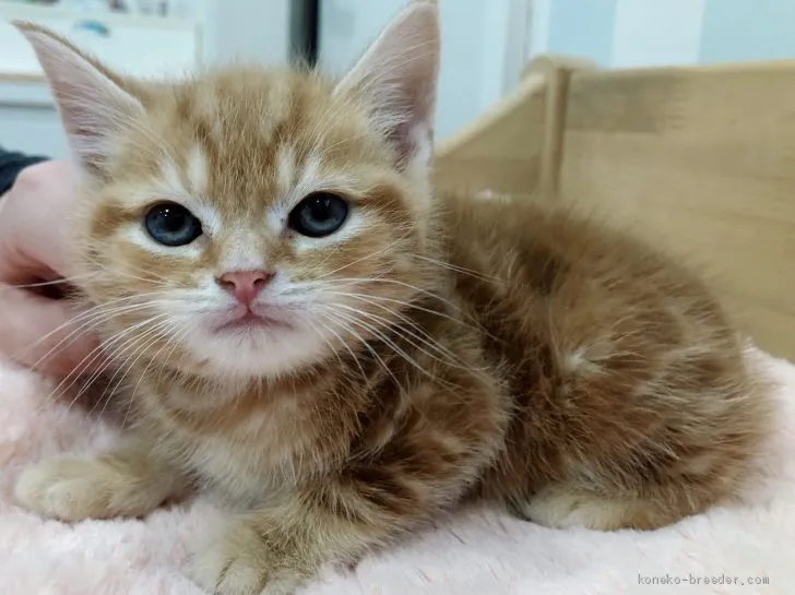 ID:1912-00167の子猫