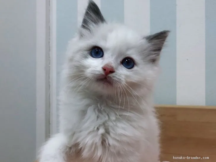 ID：2001-00457の子猫
