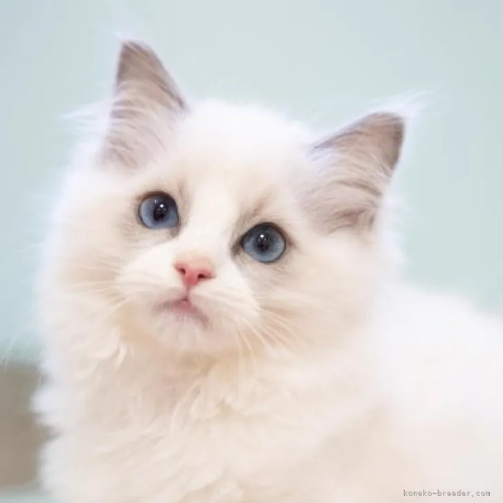 ID:2311-02091の子猫