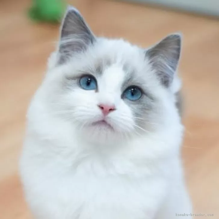 ID:2311-02090の子猫
