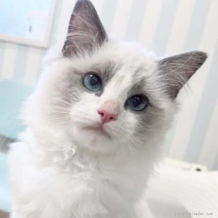 ID：2304-01682の子猫