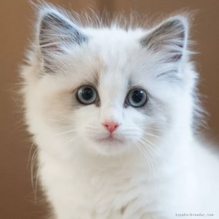 ID:2404-03389の子猫