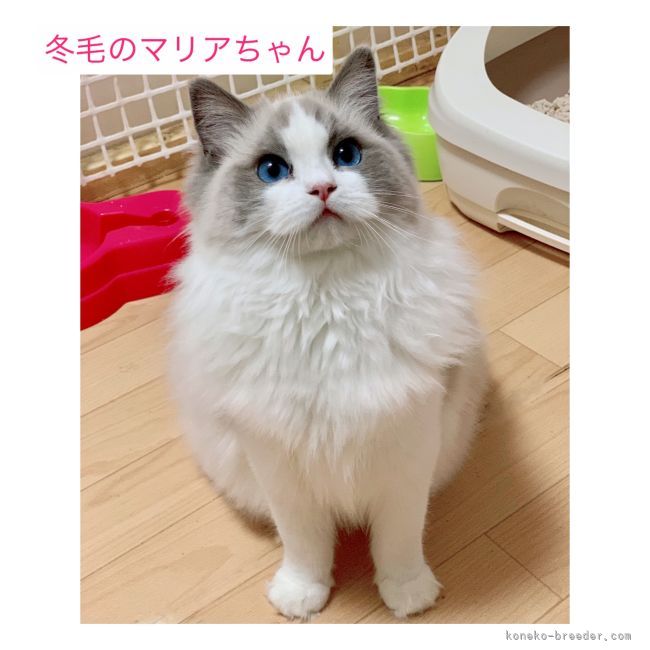 ラグドール【・女の子・2019年3月27日・ブルーポイントバイカラー】