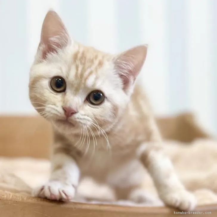 ID：2212-01432の子猫