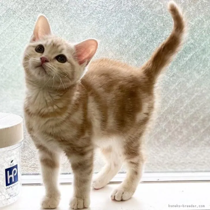 アメリカンショートヘア【東京都・女の子・2022年10月7日・カメオタビー】の写真1