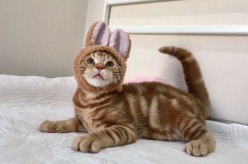 アメリカンショートヘア【東京都・男の子・2017年3月1日・レッドタビー】の写真「マイペースで動じないタイプです！」