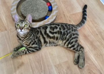 ベンガル【東京都・男の子・2017年2月21日・ブラウンスポテッドタビー】の写真「おひざの上に遊びに来てくれます！」