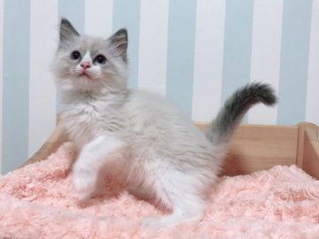 ラグドール【東京都・女の子・2019年3月16日・ブルーポイントバイカラー】の写真「綺麗なお顔立ち！」