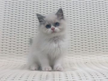 ラグドール【東京都・男の子・2020年12月13日・ブルーバイカラー】の写真「とても元気な男の子！」