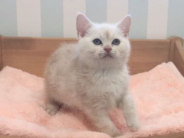 アメリカンショートヘア【東京都・男の子・2020年10月23日・クリームカメオタビー】の写真「可愛い男の子」