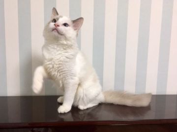 ラグドール【東京都・男の子・2017年4月19日・ブルーポイントバイカラー】の写真「おおらかな男の子です！」