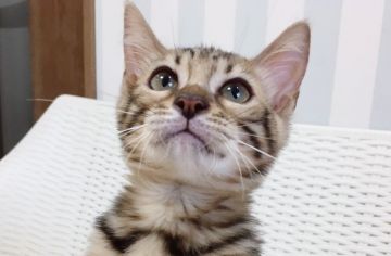 ベンガル【東京都・女の子・2018年4月22日・ブラウンスポテッドタビー】の写真「キリッとした端正なお顔立ちです！」