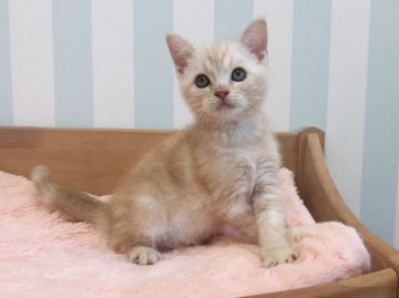 アメリカンショートヘア【東京都・男の子・2021年4月2日・カメオタビー】の写真「可愛い男の子」