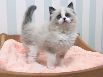 ラグドール【東京都・女の子・2020年11月25日・シールバイカラー】の写真「とても可愛い女の子です♪」