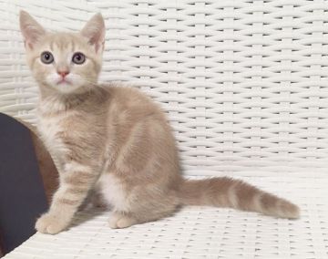 アメリカンショートヘア【東京都・女の子・2018年4月14日・クリームタビー】の写真「とても可愛い女の子です！」