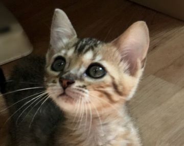 ベンガル【東京都・女の子・2018年4月22日・ブラウンスポテッドタビー】の写真「明るい毛色の女の子です！」