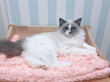 ラグドール【東京都・女の子・2018年12月24日・ブルーバイカラー】の写真「毛がモコモコ！のムチムチ女の子！」