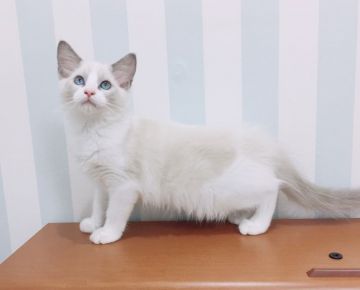 ラグドール【東京都・女の子・2018年5月13日・ブルーポイントバイカラー】の写真「綺麗な柄の女の子です！」