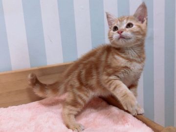 アメリカンショートヘア【東京都・女の子・2019年6月25日・レッドタビー】の写真「可愛い女の子です！」