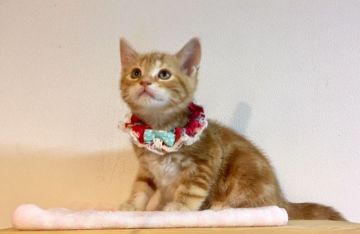 アメリカンショートヘア【東京都・女の子・2017年3月1日・レッドタビー】の写真「おおらかな性格で、無防備な寝相が可愛いです！」