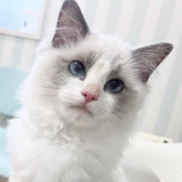 ラグドール【東京都・男の子・2023年1月18日・ブルーバイカラー】の写真「お引越し後のサポートを大切にしています☺️」