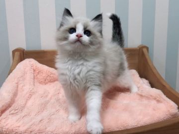 ラグドール【東京都・男の子・2020年11月25日・シールバイカラー】の写真「とても元気な男の子！」