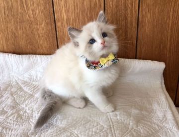 ラグドール【東京都・男の子・2017年2月25日・ブルーポイントバイカラー】の写真「よく食べるおおらかな兄弟です！」