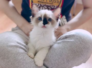 ラグドール【東京都・女の子・2018年5月23日・シールポイントバイカラー】の写真「とても美しいブルーの瞳です！」